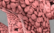 Shown is a simulation of arterial blood flow using HARVEY, a fluid dynamics software developed by Lawrence Fellow Amanda Randles. Visualization by Liam Krauss/LLNL.